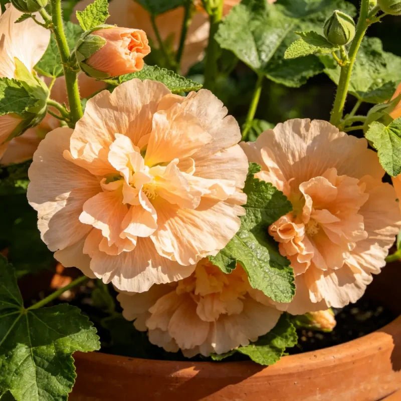Apricot Dwarf Hollyhock Seeds - Verdseeds