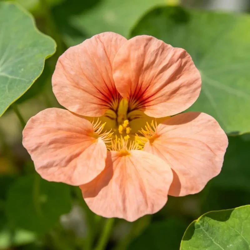 Apricot Nasturtium Seeds - Verdseeds