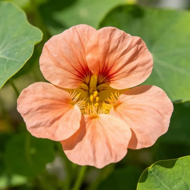 Apricot Nasturtium Seeds - Verdseeds