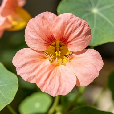 Apricot Nasturtium Seeds - Verdseeds