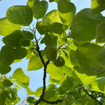 Apricot Seeds - Verdseeds