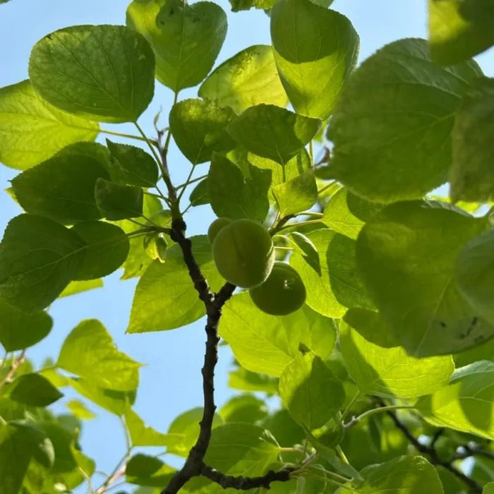 Apricot Seeds - Verdseeds