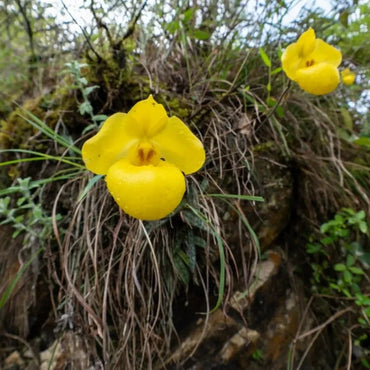 Apricot Yellow Slipper Orchid Seeds - Verdseeds