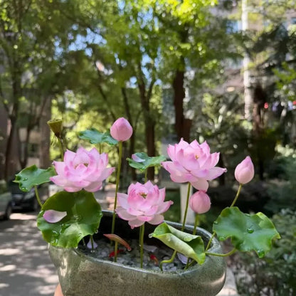 Aquatic Dwarf Lotus Seeds - Verdseeds