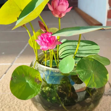 Aquatic Dwarf Lotus Seeds - Verdseeds