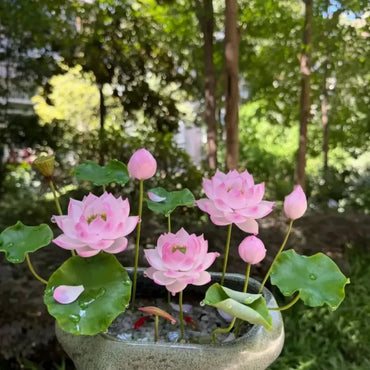 Aquatic Dwarf Lotus Seeds - Verdseeds