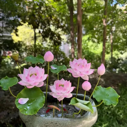 Aquatic Dwarf Lotus Seeds - Verdseeds