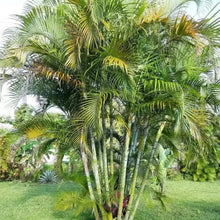 Areca Palm Seeds - Verdseeds