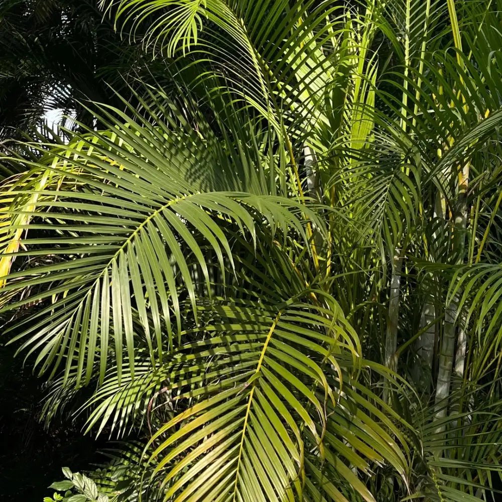 Areca Palm Seeds - Verdseeds