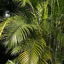 Areca Palm Seeds - Verdseeds