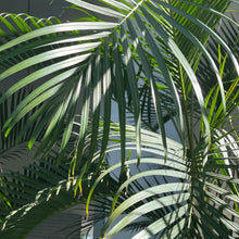 Areca Palm Seeds - Verdseeds