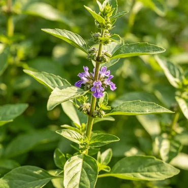 Aromatic Sweet Basil Seeds - Verdseeds