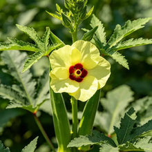 Arrowleaf Okra Seeds - Verdseeds