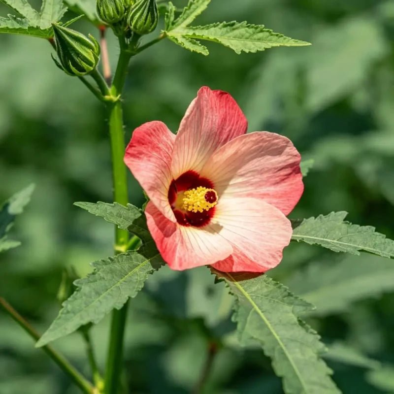 Arrowleaf Okra Seeds - Verdseeds