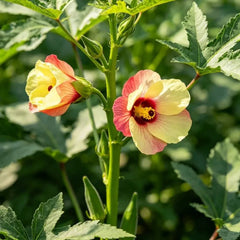 Arrowleaf Okra Seeds - Verdseeds