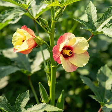 Arrowleaf Okra Seeds - Verdseeds