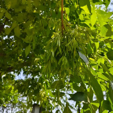 Ash Tree Seeds - Verdseeds