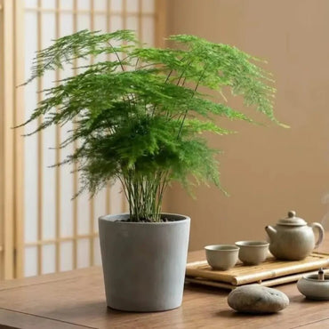 Asparagus Fern Seeds - Verdseeds