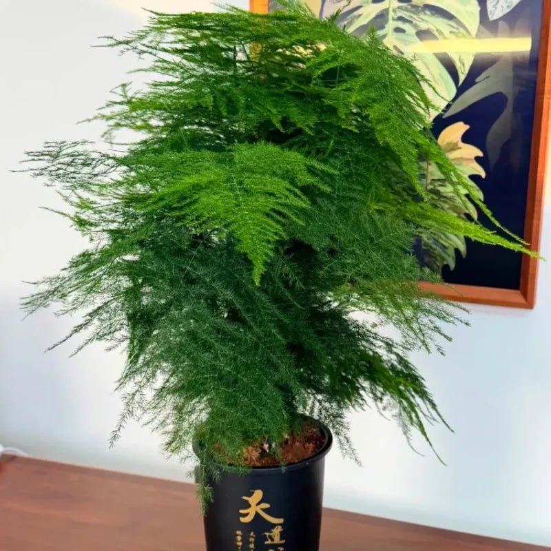 Asparagus Fern Seeds - Verdseeds
