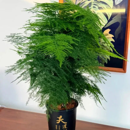 Asparagus Fern Seeds - Verdseeds