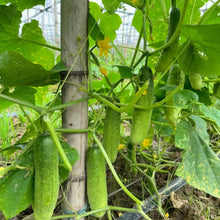 Autumn Cucumber Seeds - Verdseeds