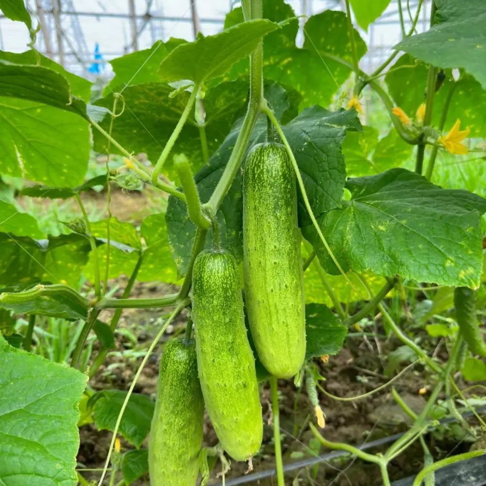 Autumn Cucumber Seeds - Verdseeds