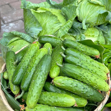 Autumn Cucumber Seeds - Verdseeds
