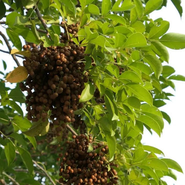 Autumn Maple Seeds - Verdseeds