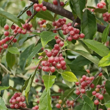 Autumn Olive Seeds - Verdseeds