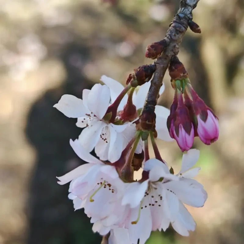 Autumnalis Flowering Cherry Seeds - Verdseeds