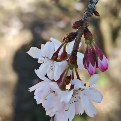 Autumnalis Flowering Cherry Seeds - Verdseeds