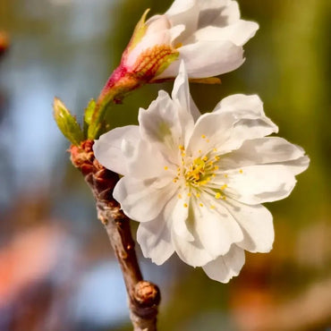 Autumnalis Flowering Cherry Seeds - Verdseeds