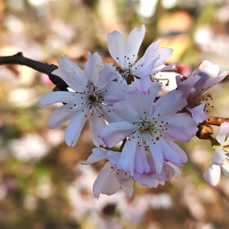 Autumnalis Flowering Cherry Seeds - Verdseeds
