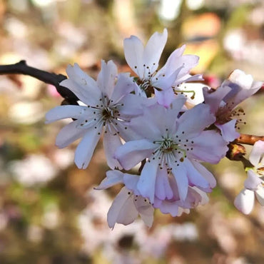 Autumnalis Flowering Cherry Seeds - Verdseeds