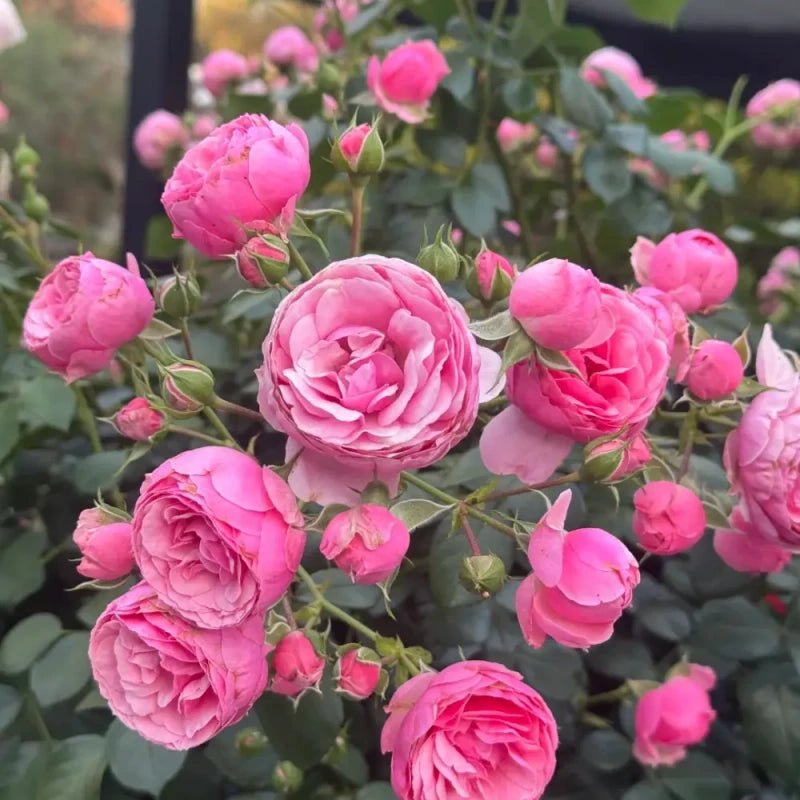 Ayla Pompon Rose Seeds - Verdseeds