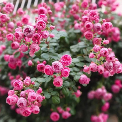 Ayla Pompon Rose Seeds - Verdseeds
