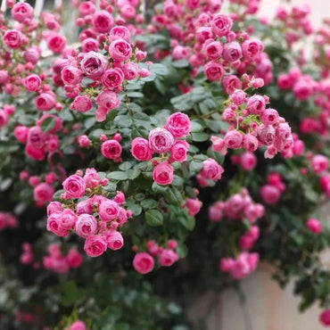 Ayla Pompon Rose Seeds - Verdseeds