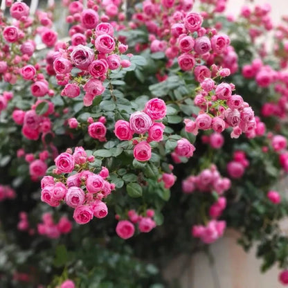 Ayla Pompon Rose Seeds - Verdseeds