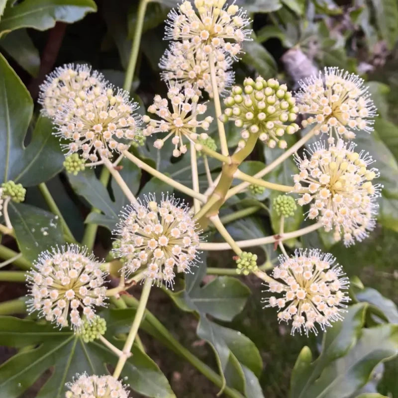 Japanese Aralia Seeds