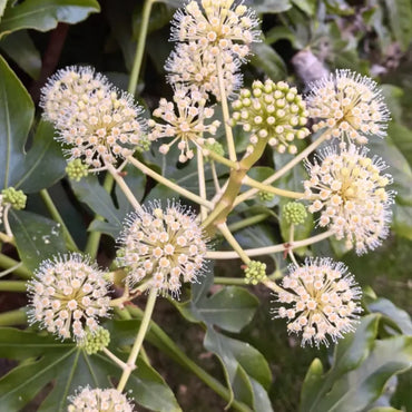 Japanese Aralia Seeds