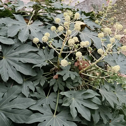 Japanese Aralia Seeds