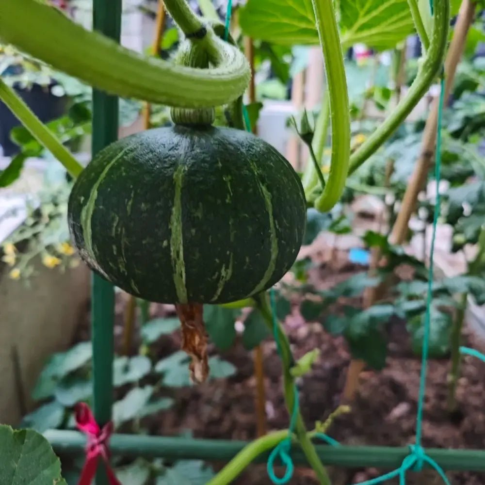 Baby Pumpkin Seeds (Kabocha Type) - Verdseeds