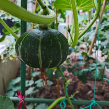 Baby Pumpkin Seeds (Kabocha Type) - Verdseeds