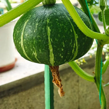 Baby Pumpkin Seeds (Kabocha Type) - Verdseeds
