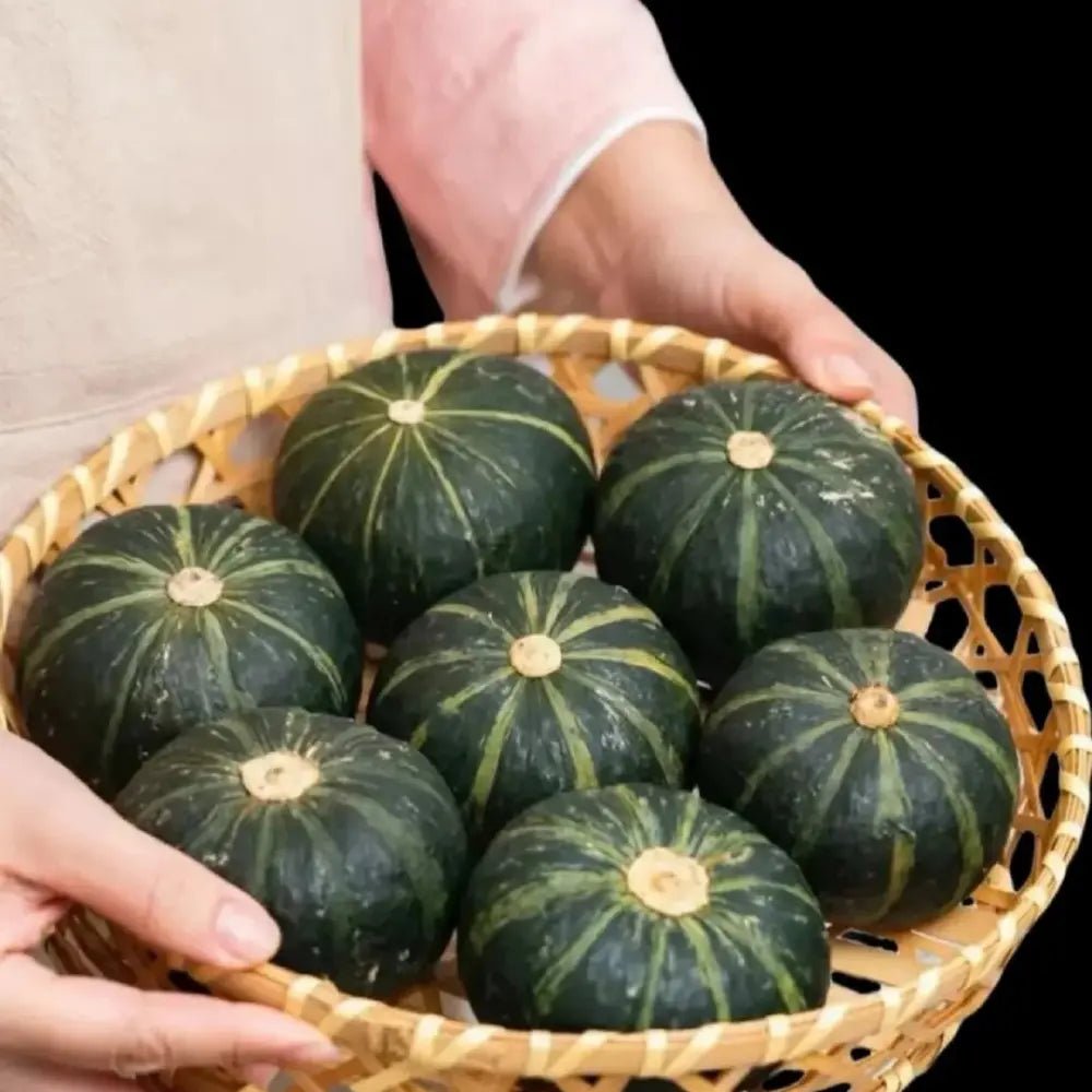 Baby Pumpkin Seeds (Kabocha Type) - Verdseeds