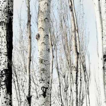 White Birch Seeds