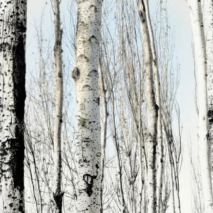 White Birch Seeds
