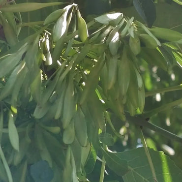Ash Tree Seeds