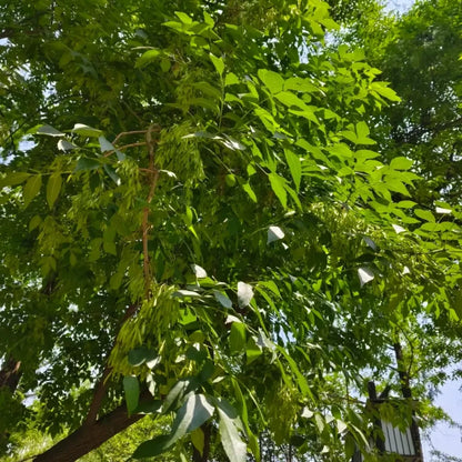 Ash Tree Seeds