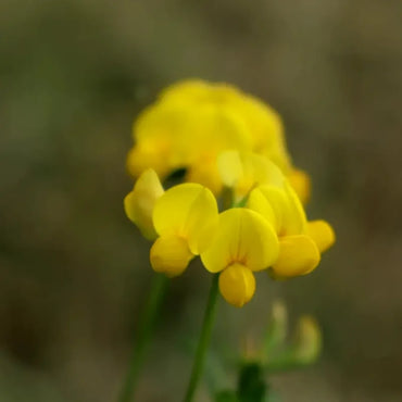Birdsfoot Trefoil Seeds
